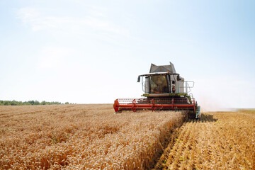 Plakat Harvesting. Modern industrial combine harvester harvests wheat cereals on a summer day. Grain harvester. 