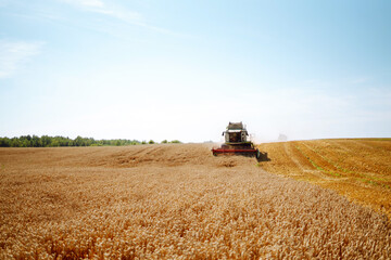 Harvesting. Modern industrial combine harvester harvests wheat cereals on a summer day. Grain...