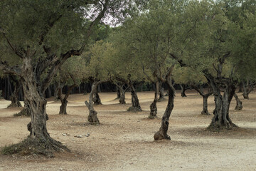 Naklejka premium Ermita de San Miguel, Torremolinos, Málaga, Olivos