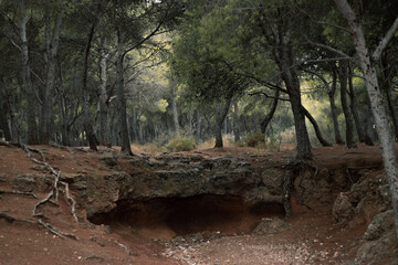 Bosque de los Pinares, Pinar de los Manantiales, Torremolinos, Málaga, España, Bosque, Arboleda