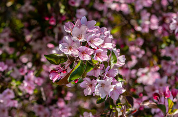 Pink flowers on the branches of a blooming apple tree on a spring day.