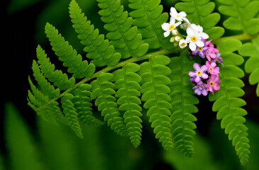 A fern leaf in the garden, Sainte-Apolline, Québec, Canada