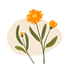 calendula illustration. hand drawn orange flower.