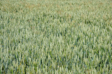 Grain field in Flevoland || Graanveld in Flevoland
