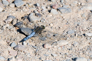 Großer Blaupfeil (Orthetrum cancellatum)