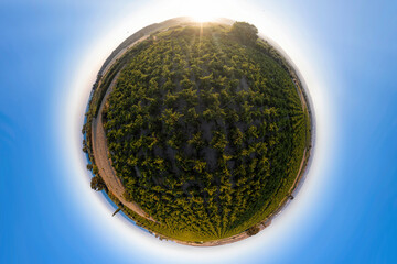 Little Planet of a vineyard landscape in Avdimou, Cyprus