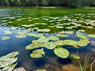 Obraz na płótnie Canvas pond with lilies