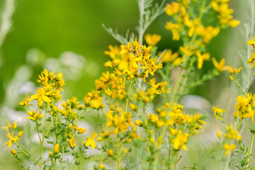 Hypericum flowers in the meadow