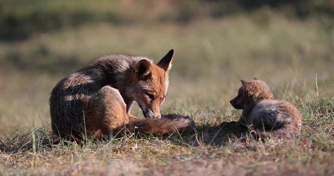 Interaction between a young red fox and its mother
