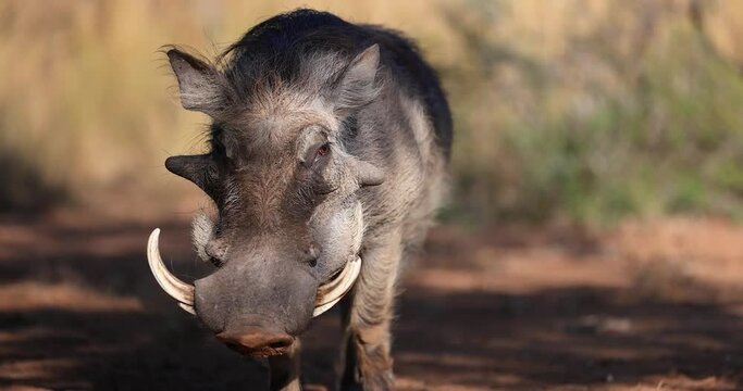 Portrait of a warthog in the savannah 