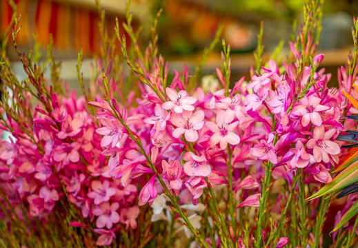 bouquet of pink watsonia