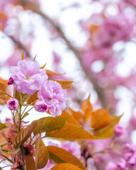cherry blossom