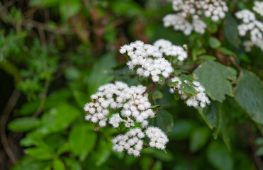 white flowers