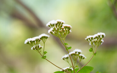 white flowers in the summer meadow