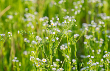 white flowers in the summer meadow