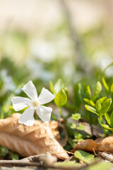 white small flower