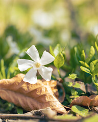white small flower