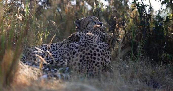 Two cheetahs lick each other in the savannah during sunrise