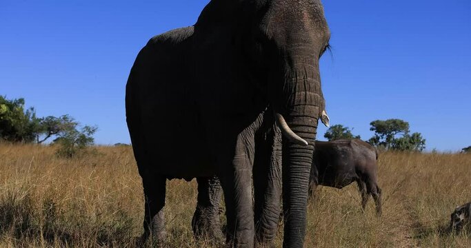 An elephant walks face to face in the savannah