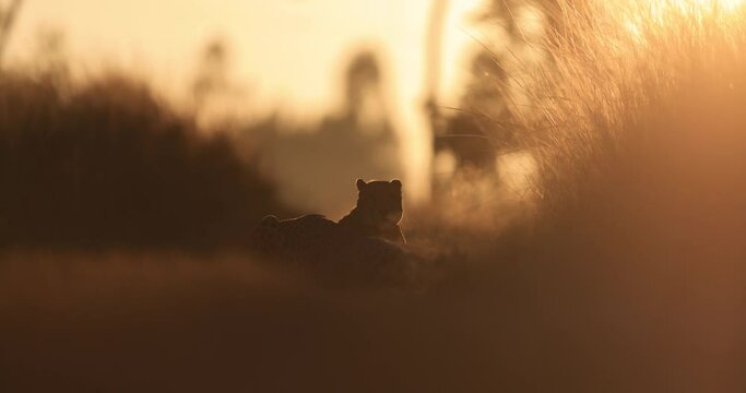 Two cheetahs lick each other in the savannah during sunrise