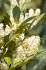  Laurierkers, Prunus laurocerasus, white flower