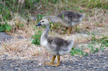 small geese grazing in the meadow