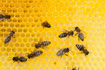 Macro shot of bees swarming on a honeycomb
