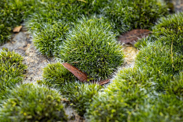 moss on the ground