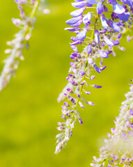 wisteria flower