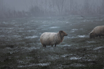 sheep in the snow