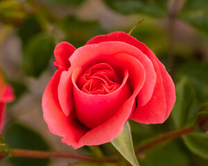 red rose