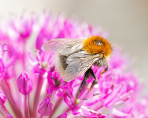 Bee on flower