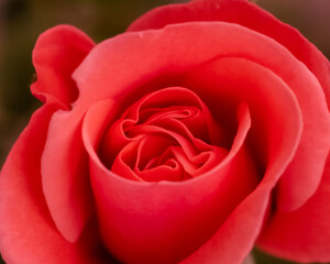Red rose