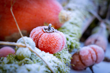 close up of frozen pumpkin
