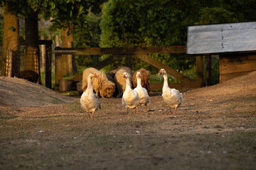 group of ducks