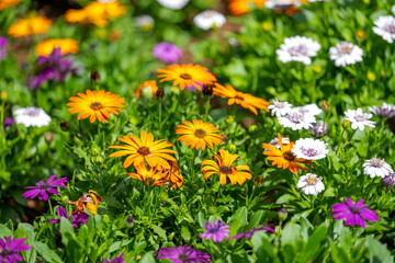 Osteospermum flowers growing in a flower bed