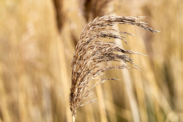 ears of wheat