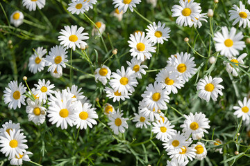 Obraz premium garden chamomile growing