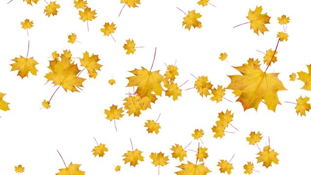 Orange maple leaves fall on a white background