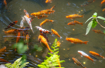 golden carp swimming in the pond