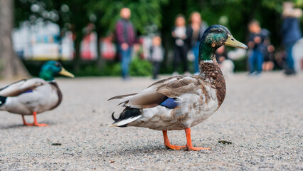 ducks confront people in the park 