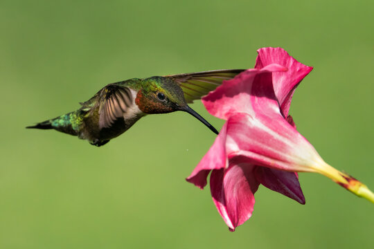 Ruby-throated Hummingbird (Male) with Mandevilla Flower