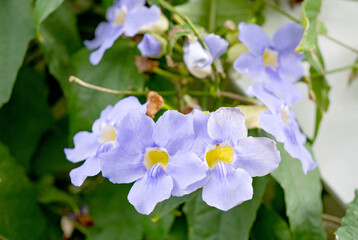 Thunbergia flowers