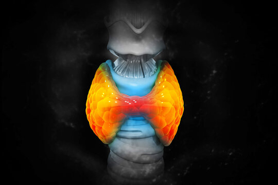 Human Glands Lobes of Thyroid Gland Anatomy. 3d illustration