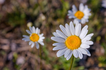 Common daisy Bellis perennis in bloom , Ox-eye oxeye daisy flower leucanthemum vulgare close up with blurred background wild wildflower © Anatoliy