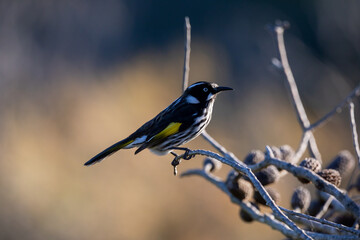 The close up view of a New Holland Honeyeater bird sitting on a branch