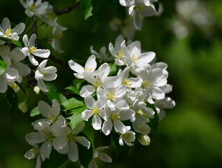 apple tree blooms profusely in the spring