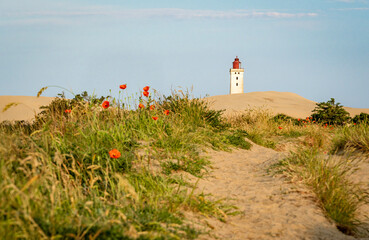 Weg durch die Dünen zum Leuchtturm Rubjerg Knude, am Wegesrand Mohn und Strandhafer, horizontal 