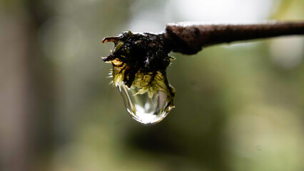 Gota de agua dadora de vida en las montañas del bosque nuboso de la amazonia peruana donde cada...