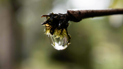 Gota de agua dadora de vida en las monta√±as del bosque nuboso de la amazonia peruana donde cada √°rbol recolecta el agua de las nubes y forman arroyos que legan al rio Amazona © vickytretrop